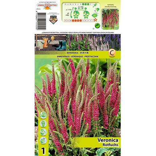 Vārpu veronika Rotfuchs interface.image 1 interface.art 70455