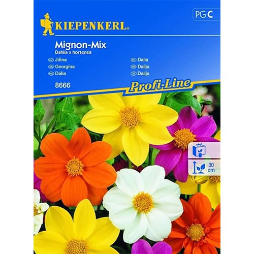 Vasaras dālijas Dahlia Mignon, maisījums interface.image 1 interface.art 96525