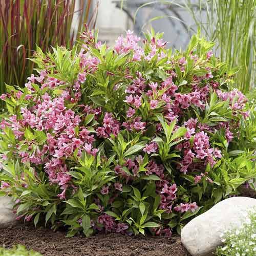 Veigela Cappucino ® PBR, С3 interface.image 1 interface.art 8588