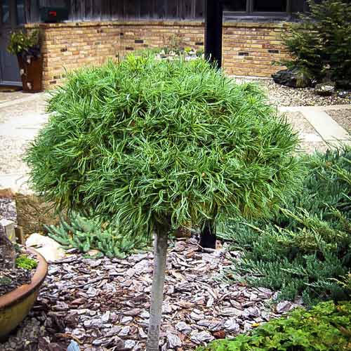 Veimutpriede Green Twist, C4 interface.image 1 interface.art 8257