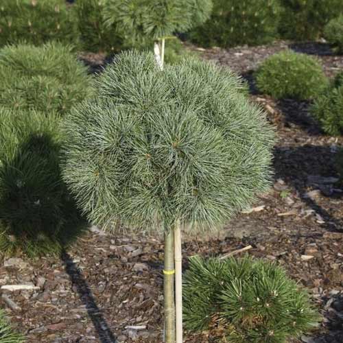 Veimutpriede Greg, C5 interface.image 1 interface.art 8258