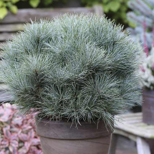 Veimutpriede Sea Urchin, C4 interface.image 1 interface.art 8259