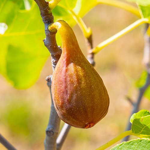 Vīģes koks Francesco, С2 interface.image 1 interface.art 5454