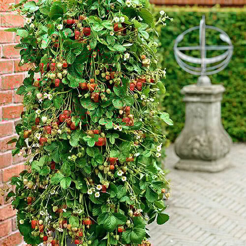 Vijīgās zemenes interface.image 1 interface.art 5413