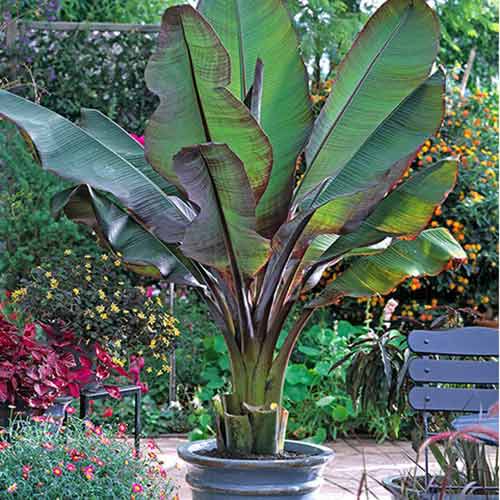 Viltus banāns Maurelli interface.image 1 interface.art 77810