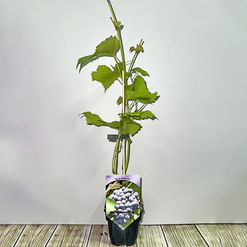 Vīnogas Agat Donski, Р9 interface.image 2 interface.art 6948