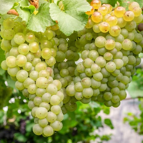 Vīnogas Aurora, P9 interface.image 1 interface.art 7372