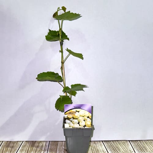 Vīnogas Aurora, P9 interface.image 2 interface.art 7372