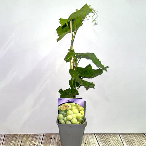 Vīnogas Bianca, Р9 interface.image 2 interface.art 7334