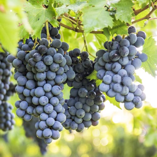 Vīnogas Boskoop Glory interface.image 1 interface.art 5561