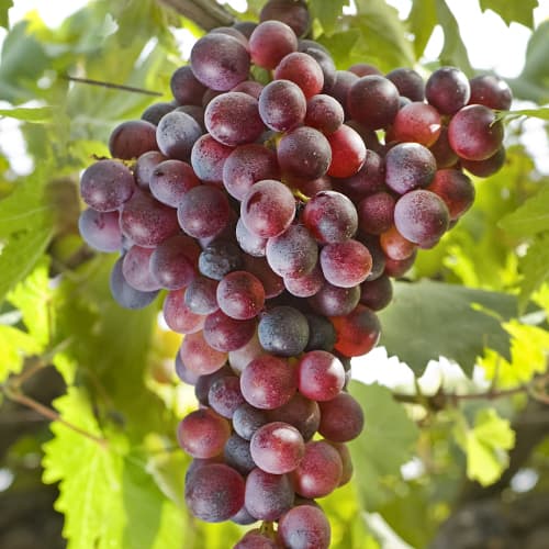 Vīnogas Canadice, Р9 interface.image 1 interface.art 5639