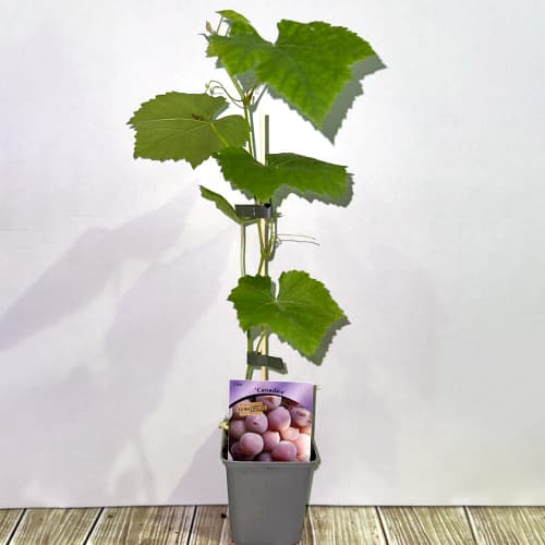 Vīnogas Canadice, Р9 interface.image 2 interface.art 5639