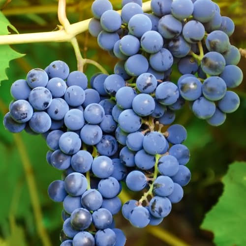 Vīnogas Cascade, Р9 interface.image 1 interface.art 7374