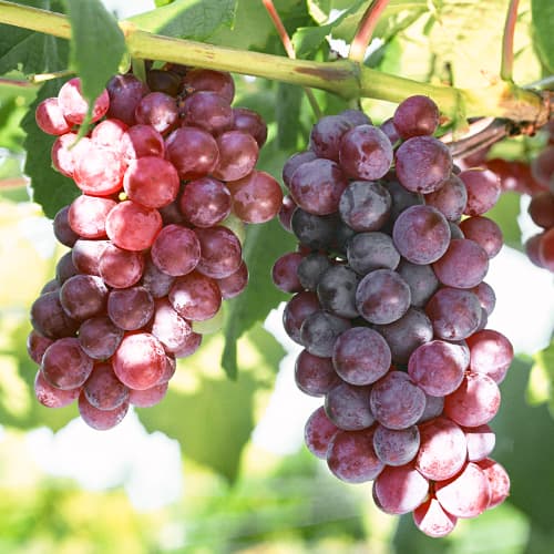 Vīnogas Chrupka Pink interface.image 1 interface.art 5562