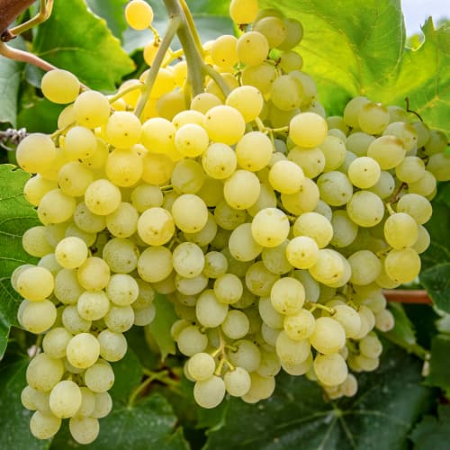 Vīnogas Iza Zaliwska interface.image 1 interface.art 5563