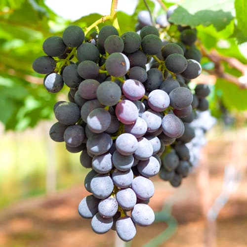 Vīnogas Kodrianka, Р9 interface.image 1 interface.art 7339