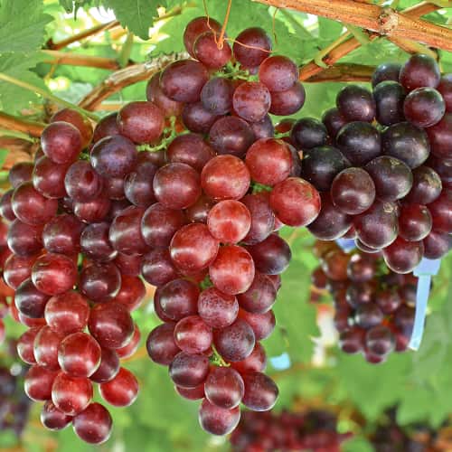 Vīnogas Lidia, Р9 interface.image 1 interface.art 7340