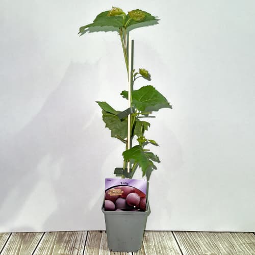 Vīnogas Lidia, Р9 interface.image 2 interface.art 7340