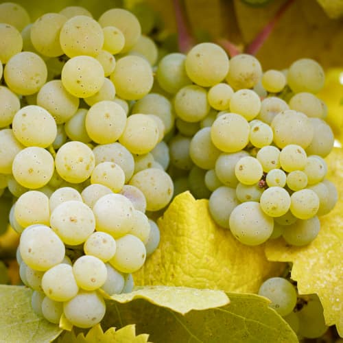 Vīnogas Lilla, Р9 interface.image 1 interface.art 5569