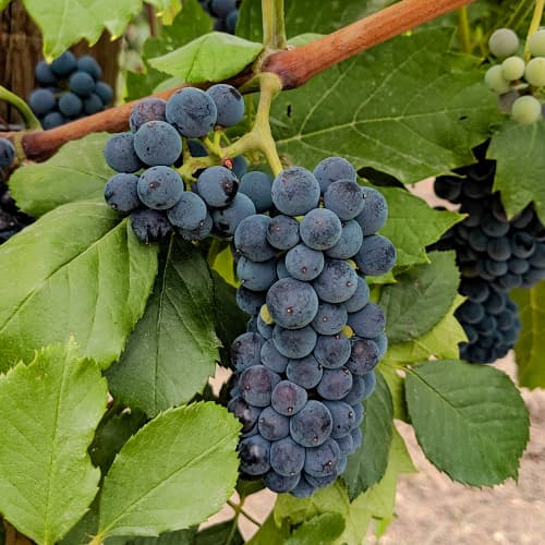 Vīnogas Marechal Foch interface.image 1 interface.art 6949