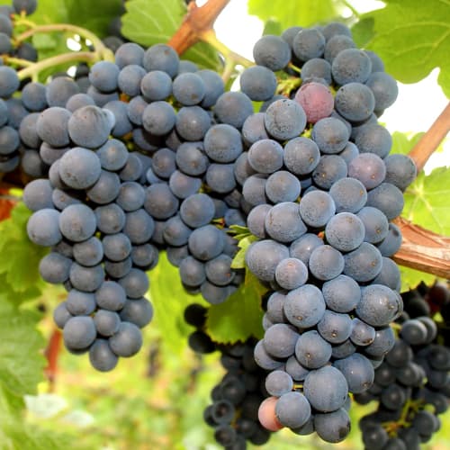 Vīnogas Nero interface.image 1 interface.art 5640