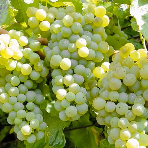 Vīnogas Ontario, P9 interface.image 1 interface.art 6956