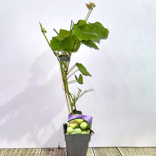 Vīnogas Ontario, P9 interface.image 2 interface.art 6956