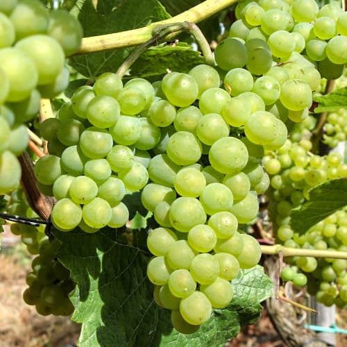 Vīnogas Perla Zalii interface.image 1 interface.art 5564