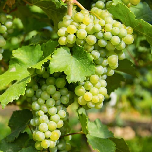 Vīnogas Prim interface.image 1 interface.art 5565