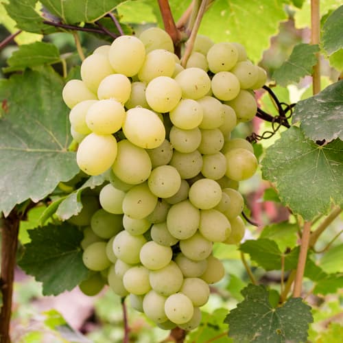 Vīnogas Refren interface.image 1 interface.art 4896