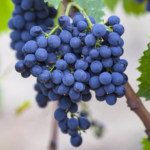 Vīnogas Rondo interface.image 1 interface.art 6958