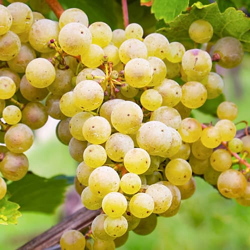 Vīnogas Seyval Blanc, P9 interface.image 1 interface.art 7343