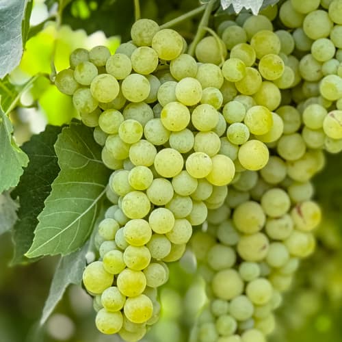 Vīnogas Solaris, P9 interface.image 1 interface.art 6951