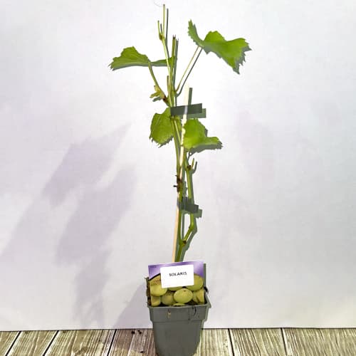 Vīnogas Solaris, P9 interface.image 2 interface.art 6951