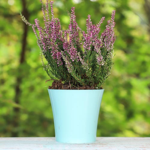 Virši Amethyst interface.image 1 interface.art 5425