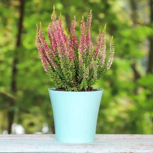 Virši Athene interface.image 1 interface.art 5424