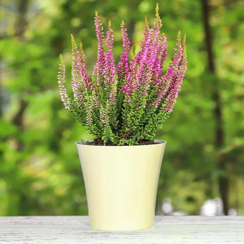 Virši Dunja interface.image 1 interface.art 5437