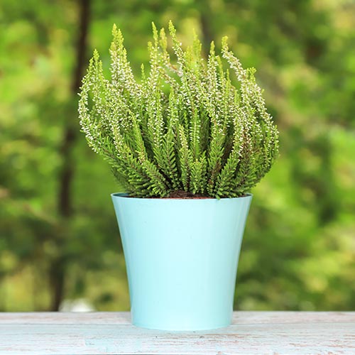 Virši Elisa interface.image 1 interface.art 5438