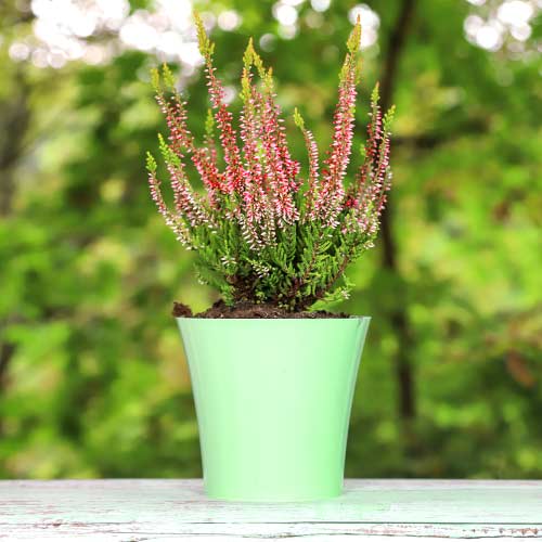 Virši Franca interface.image 1 interface.art 5439