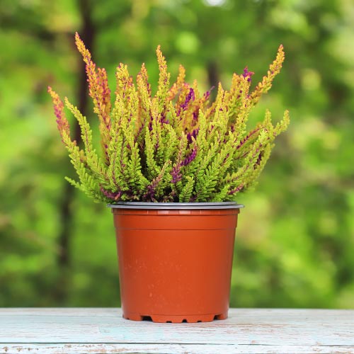 Virši Golden Angie interface.image 1 interface.art 5426