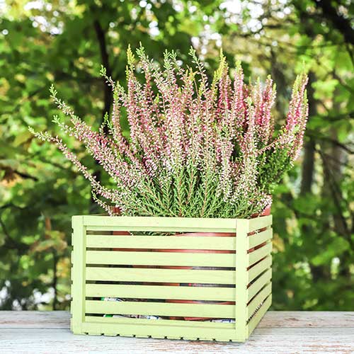 Virši Lena interface.image 1 interface.art 5434