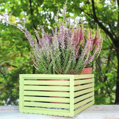 Virši Lilli interface.image 1 interface.art 5435