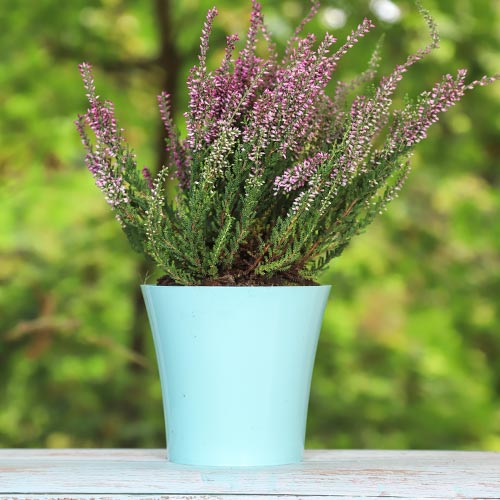 Virši Pink Bettina interface.image 1 interface.art 5433