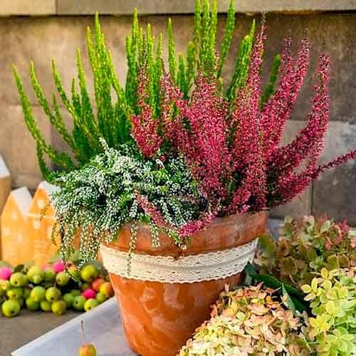 Virši Trio Girls Athene/Elisa/Amethyst interface.image 1 interface.art 5896