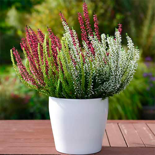 Virši Trio Girls Athene/Hilda/Helena interface.image 1 interface.art 5428