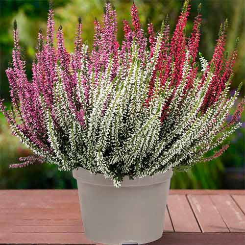 Virši Trio Girls Athene/Hilda/Zelda interface.image 1 interface.art 5427