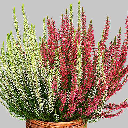 Virši Twins Athene/Hilda interface.image 1 interface.art 5431