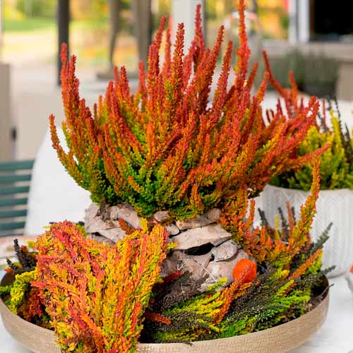 Virši Twins Franca Helena interface.image 1 interface.art 5898