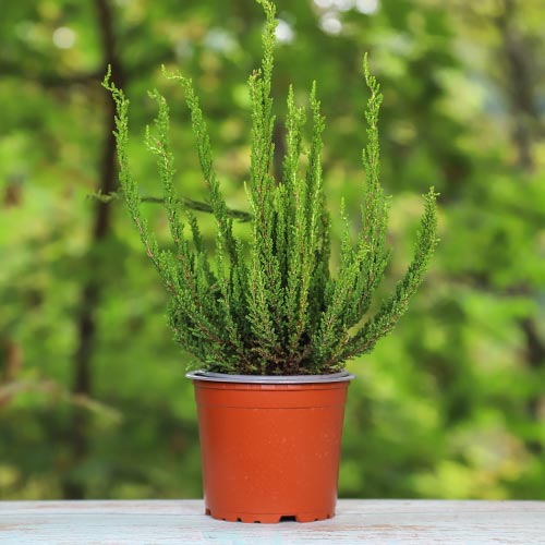 Virši Zelda interface.image 1 interface.art 5440