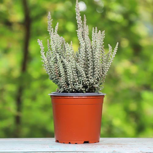 Virši Zilly interface.image 1 interface.art 5441